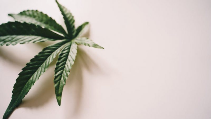 VHQ Cocaine: Prague’s Luxe Choice