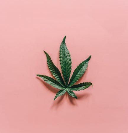 XTC in Prague: How It Shapes the Party