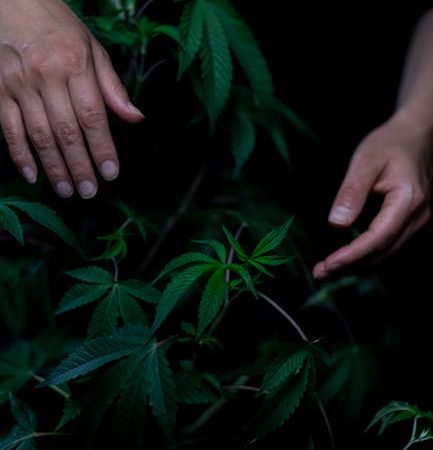 How Drugs Add Grit to Prague’s Charm