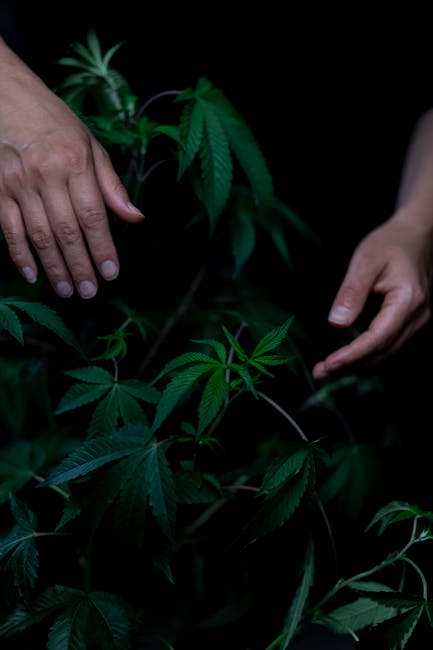 How Drugs Add Grit to Prague’s Charm