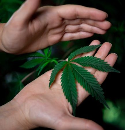 Pure Cocaine: Prague’s Flawless Hit