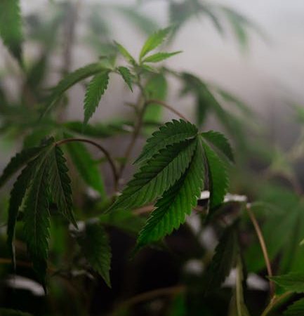 Weed in Prague: Local Spots for a Toke