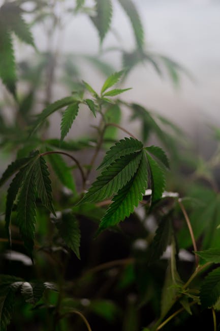 Weed in Prague: Local Spots for a Toke