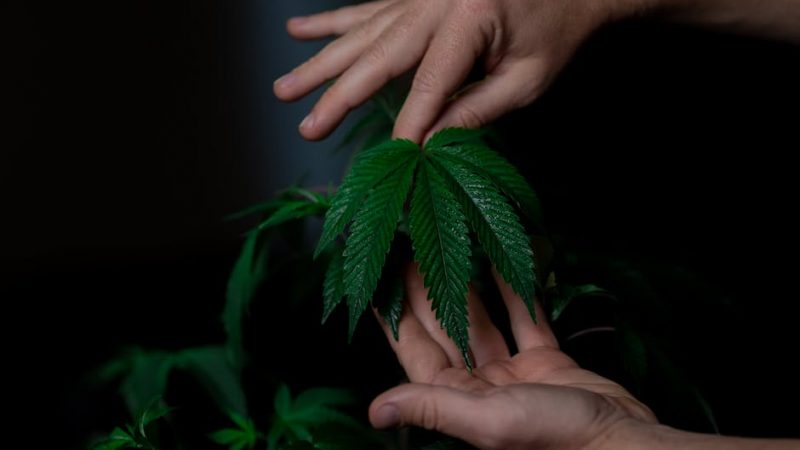 Fishscale Cocaine: Prague’s Radiant Deal