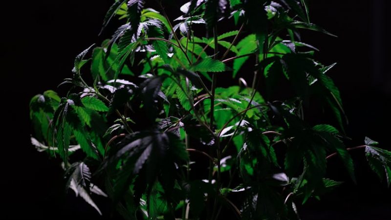 MDMA in Prague: Purity in the Party Scene