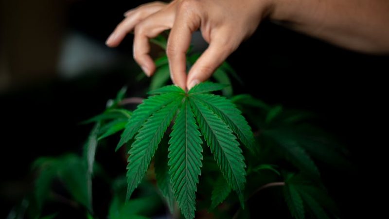 MDMA in Prague: Clubber’s Quality Check