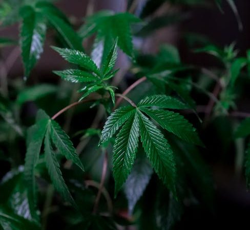 High-Quality Cocaine: Prague’s Steady Hit