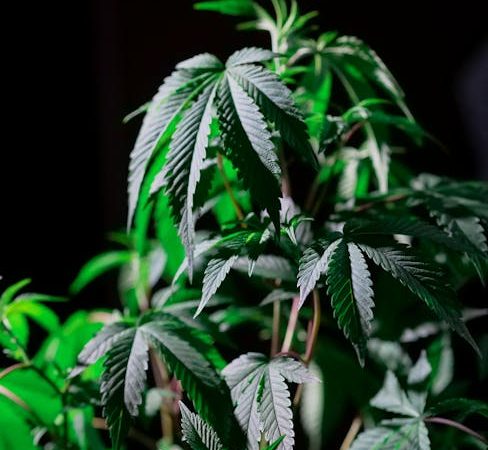 Pure Cocaine: Prague’s Purest Hit