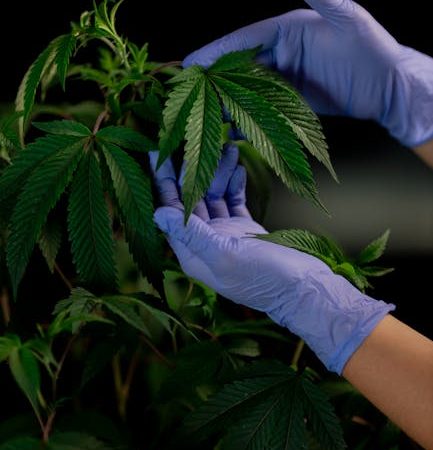 Peruvian Cocaine: Prague’s Sleek Deal