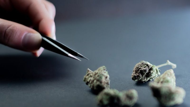 XTC in Prague: Rave Culture’s Secret Weapon