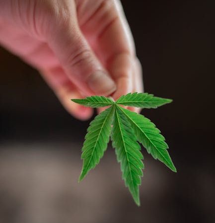 High-Quality Cocaine: Prague’s Best Bet