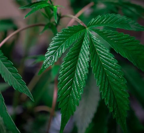 Dominican Cocaine: Prague’s Mysterious Deal