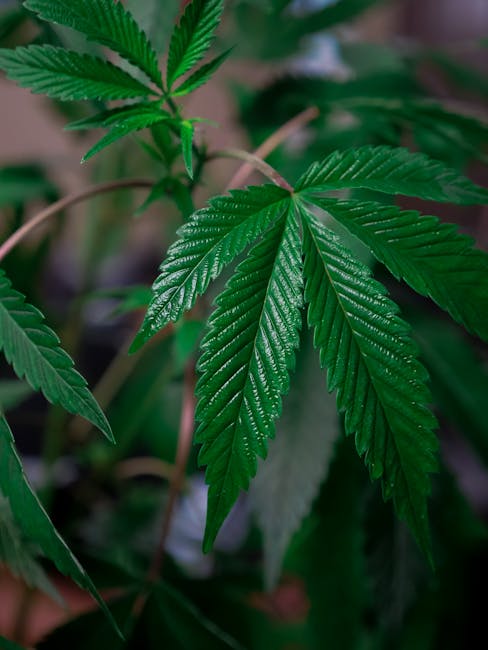 Dominican Cocaine: Prague’s Mysterious Deal