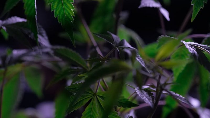 How Prague’s Drug Culture Runs Deep