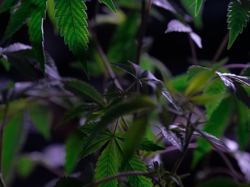 How Prague’s Drug Culture Runs Deep