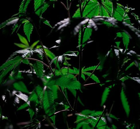 XTC in Prague: Club Vibes Unleashed