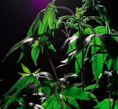 How Drugs Tie Into Prague’s Urban Life