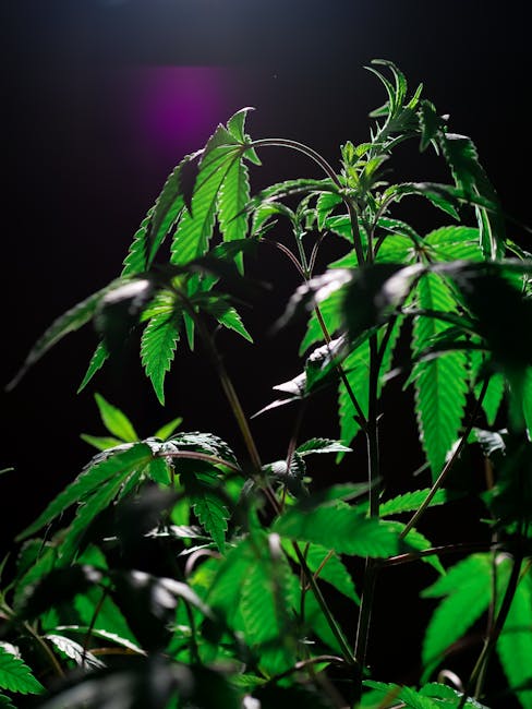 How Drugs Tie Into Prague’s Urban Life