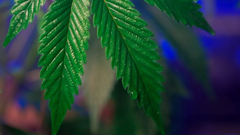 Peruvian Cocaine in Prague: Smooth Elegance