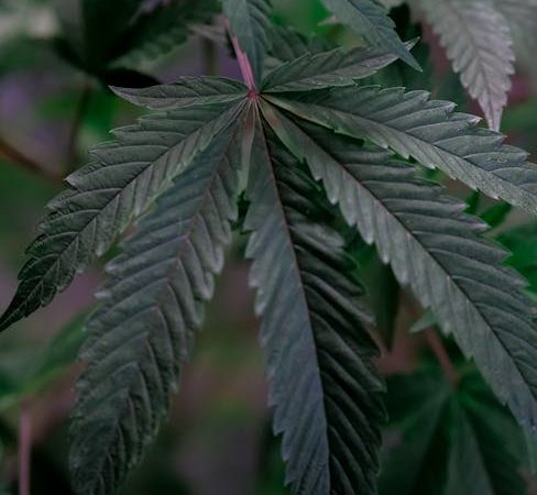 Weed in Prague: Where Locals Light Up