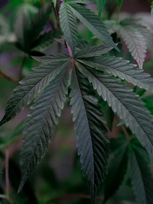 Weed in Prague: Where Locals Light Up
