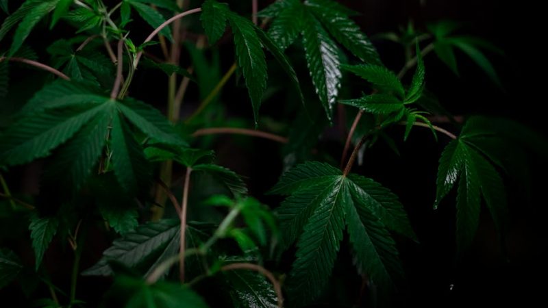 Columbian Cocaine: Prague’s Steady Choice