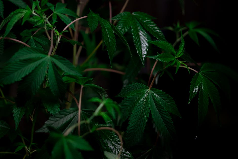 Columbian Cocaine: Prague’s Steady Choice