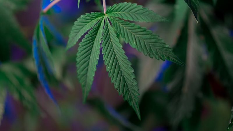 XTC in Prague: Party Favorites Guide