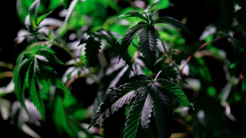 Brazilian Cocaine: Prague’s Vibrant Hit