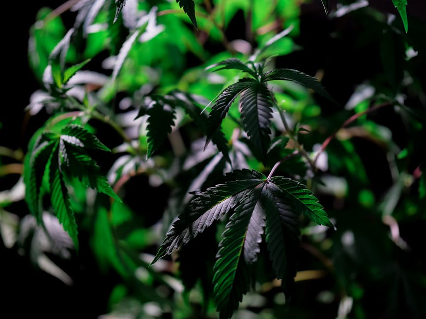 Brazilian Cocaine: Prague’s Vibrant Hit