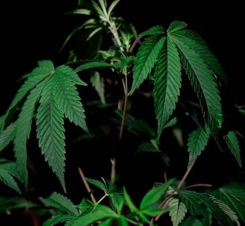 Peruvian Cocaine in Prague: Smooth and Classy