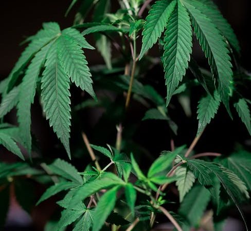 The Impact of Drugs on Prague’s Food Scene