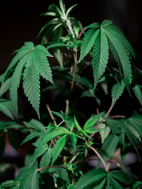 The Impact of Drugs on Prague’s Food Scene