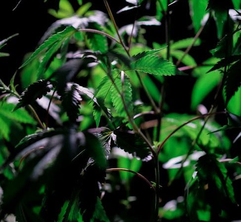 VHQ Cocaine: Prague’s Opulent Choice