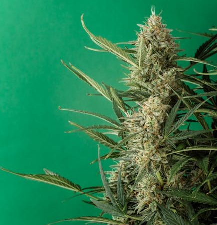 VHQ Cocaine: Prague’s Grand Pick