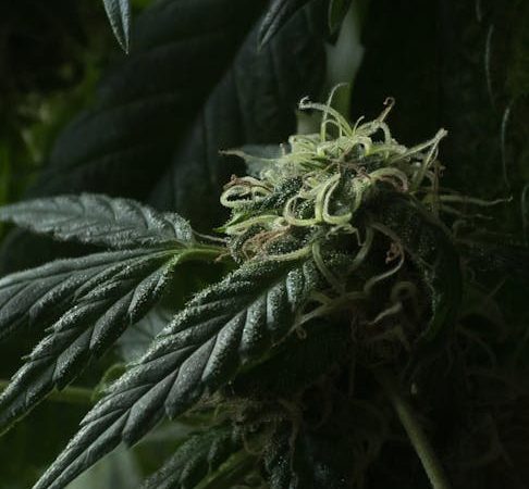 Weed in Prague: Local unwind Spots