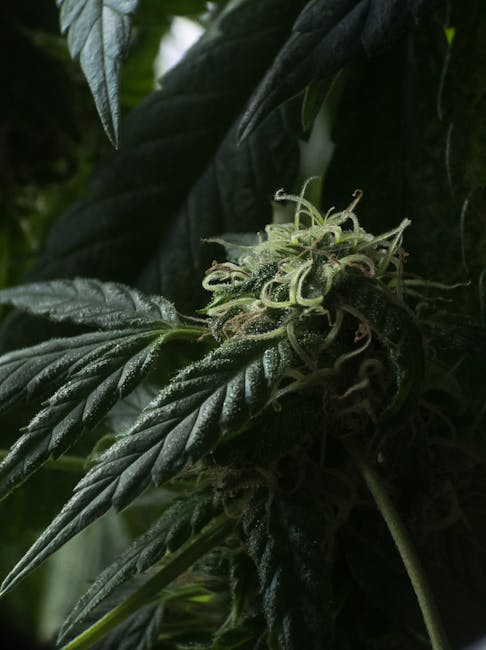Weed in Prague: Local unwind Spots