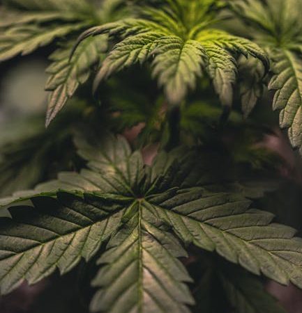 Columbian Cocaine: Prague’s Top Choice Hit