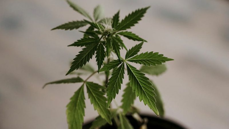 Pure Cocaine: Prague’s Immaculate Choice