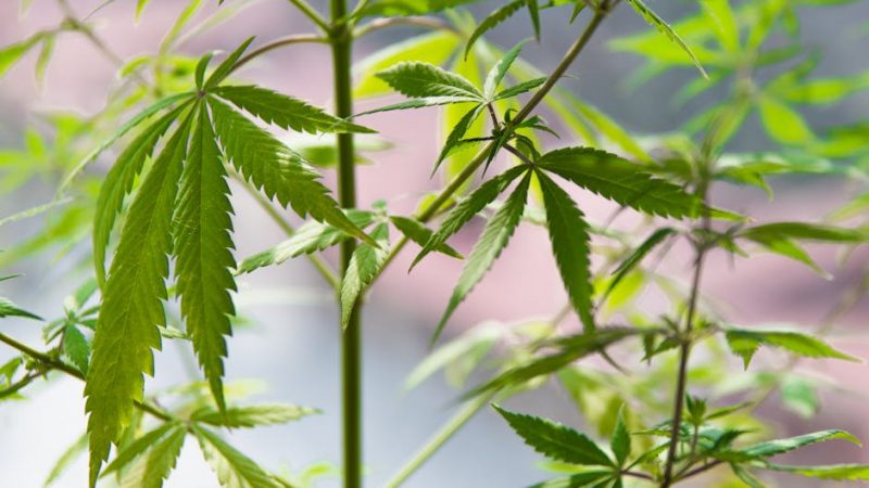 High-Quality Cocaine: Prague’s Solid Deal