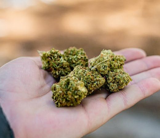 High-Quality Cocaine: Prague’s Premium Pick