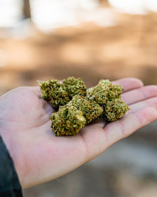 High-Quality Cocaine: Prague’s Premium Pick