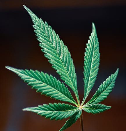 High-Quality Cocaine: Prague’s Dependable Hit