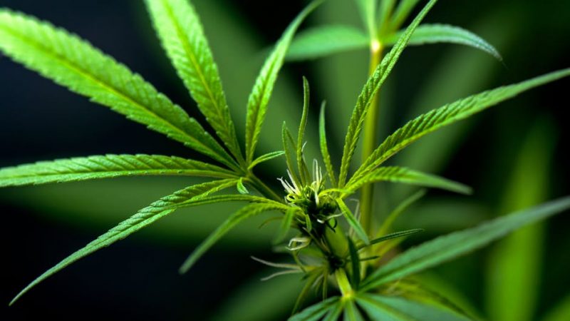 How Prague’s Drug Market Operates Silently