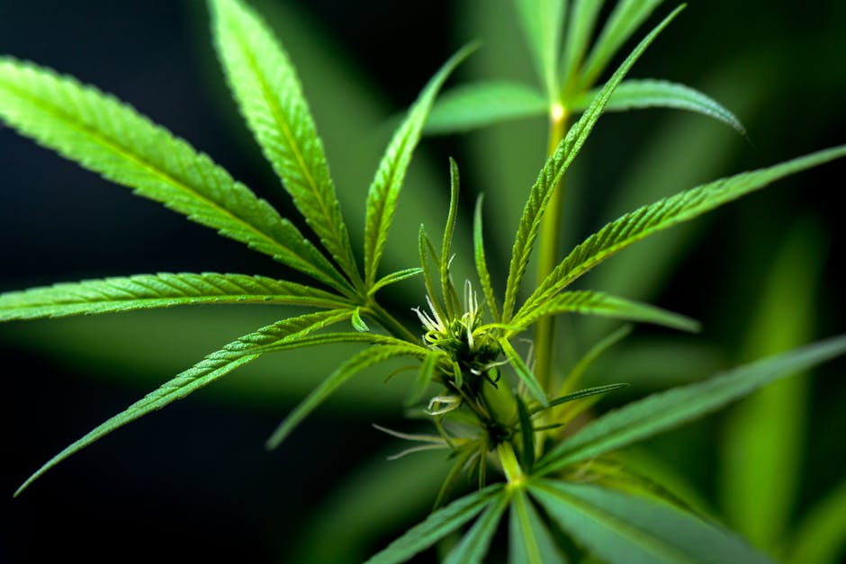 How Prague’s Drug Market Operates Silently