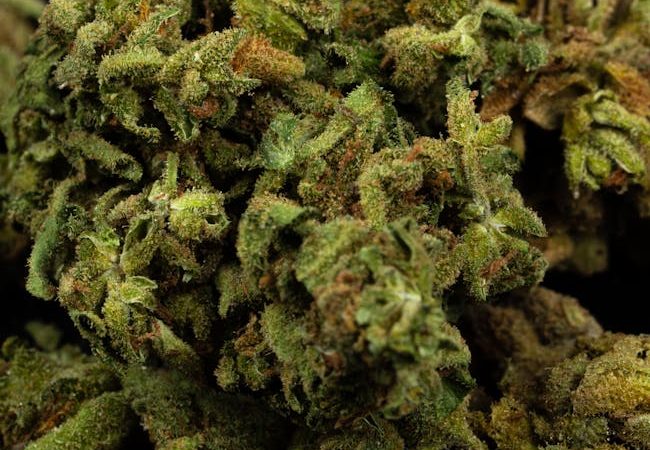 Fishscale Cocaine: Prague’s Crystal Hit