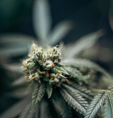 Brazilian Cocaine: Prague’s Exotic Newcomer