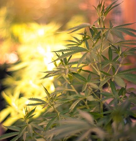 How Drugs Influence Prague’s Creative Minds