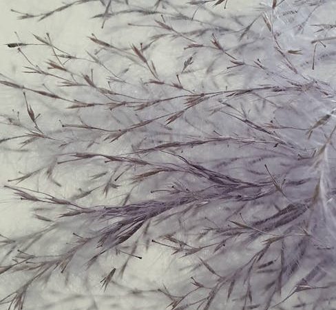 Dominican Cocaine: Prague’s Unexpected Hit