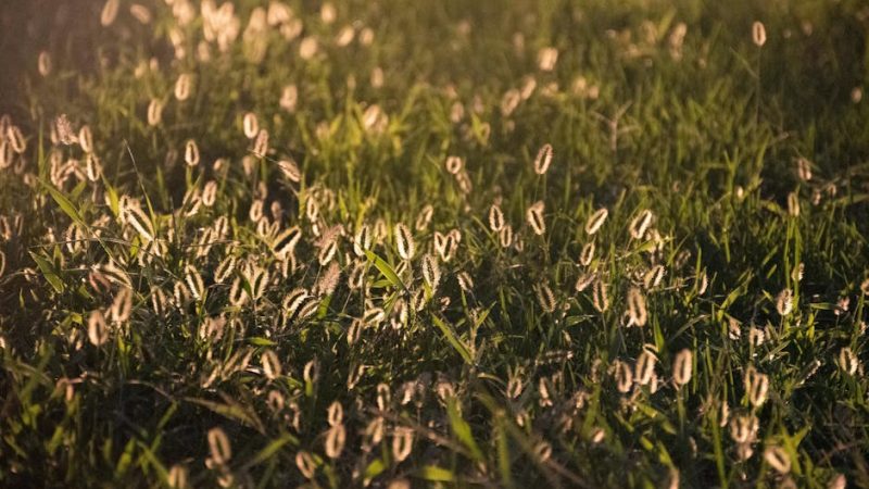 Pure Cocaine in Prague: Untouched Quality